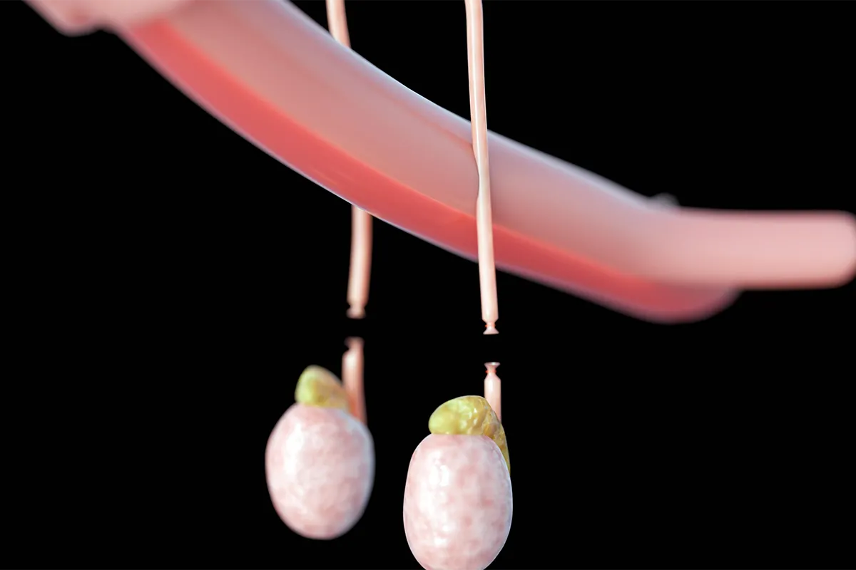 Modèle anatomique des testicules et du cordon spermatique.